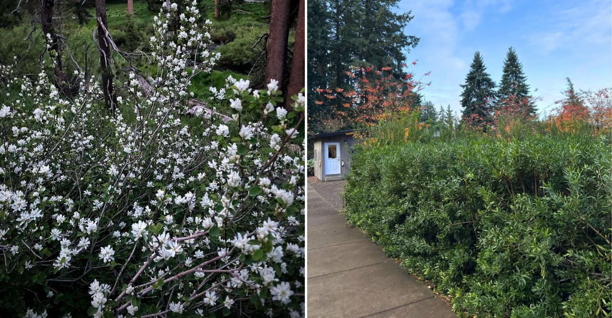 green privacy screen