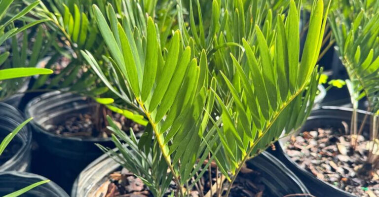 coontie palm