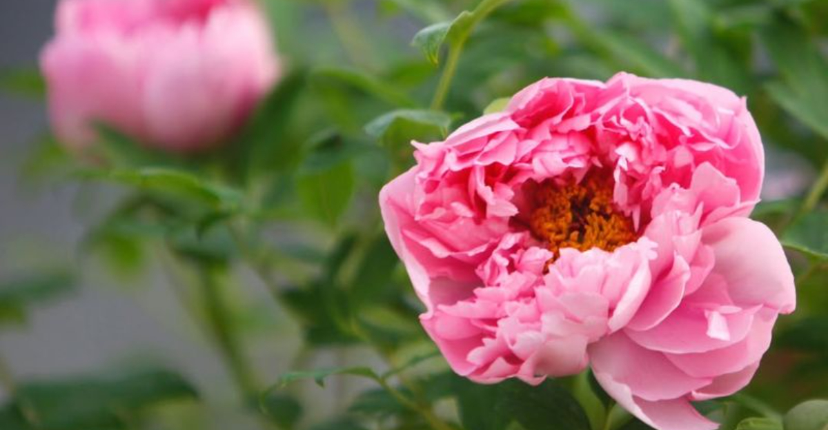 9 Nostalgic Plants That Are Trending Again In Vermont