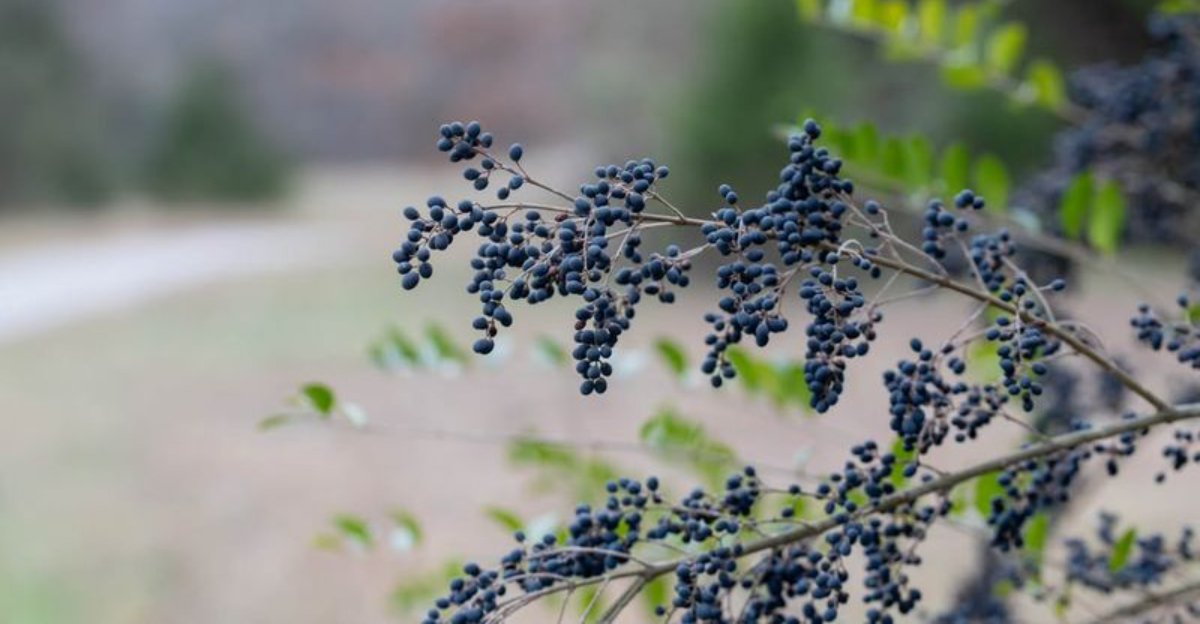 9 Outdoor Plants That Could Be Banned As Invasive In Georgia