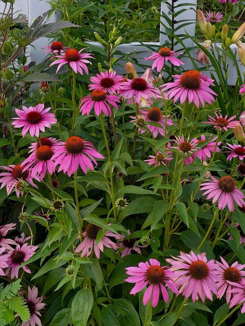 Coneflower (Echinacea)