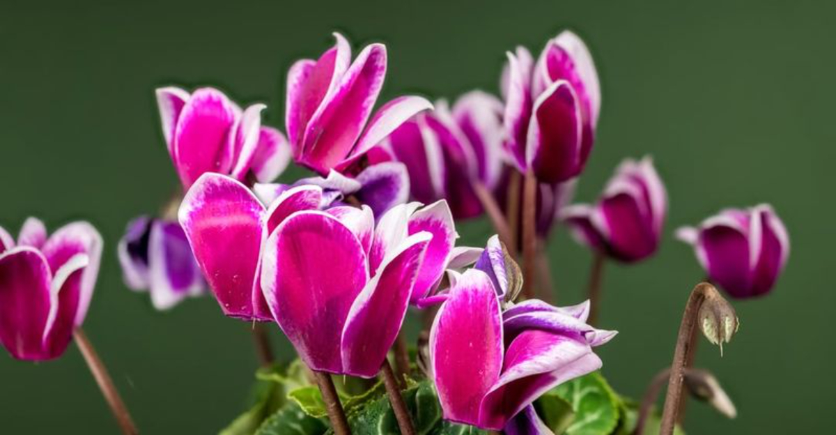 cyclamen