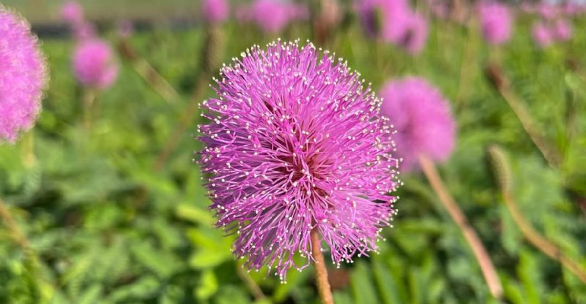 sunshine mimosa flower