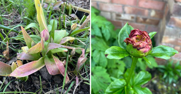 damaged tulip and wilted peony flower