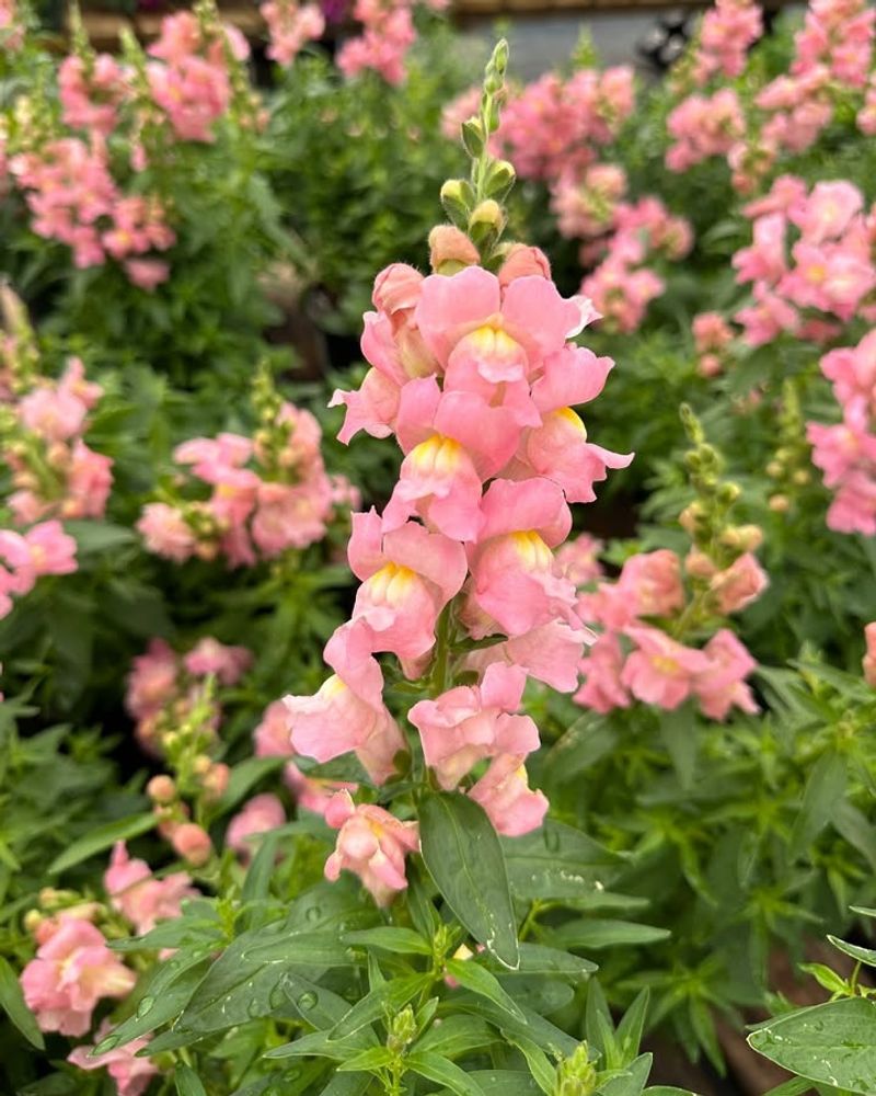 Snapdragons That Bring Instant Spring Color