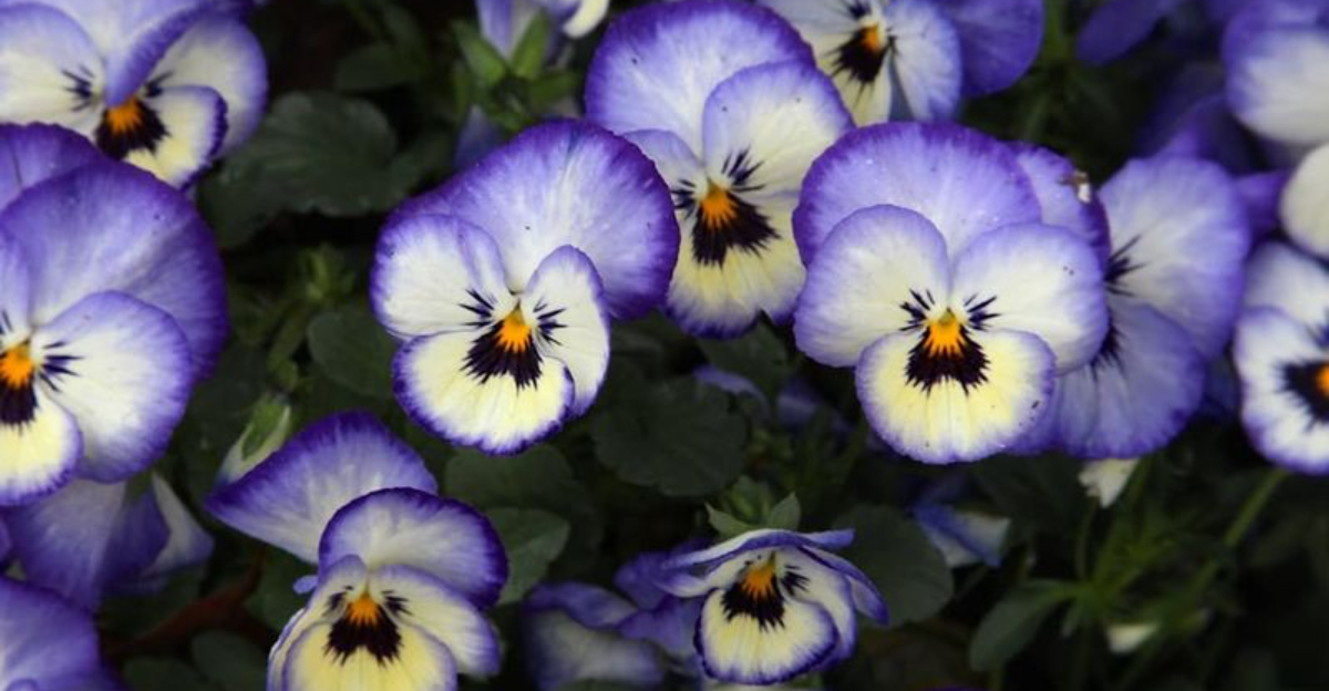 pansy plant in bloom