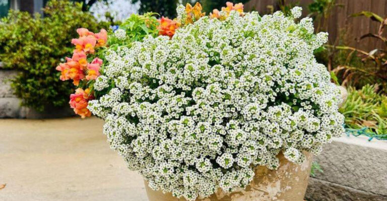 Sweet Alyssum