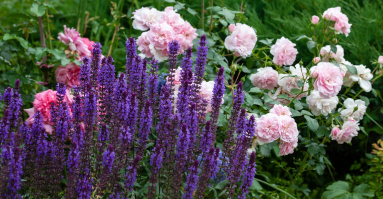 plants (featured image)