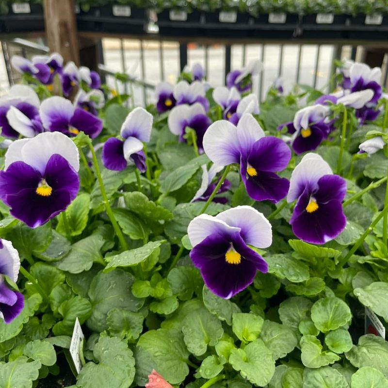 Pansies