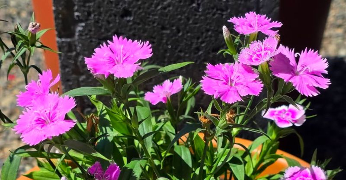 Dianthus