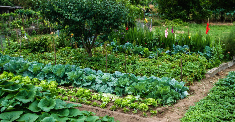 vegetable garden (featured image)