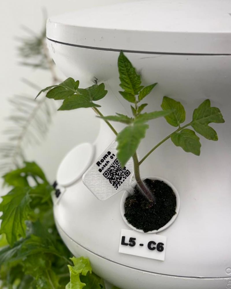 Start Seeds Indoors Early