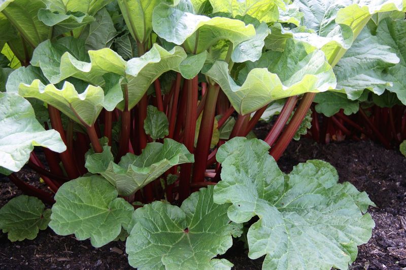 Why Rhubarb Thrives In Western Oregon