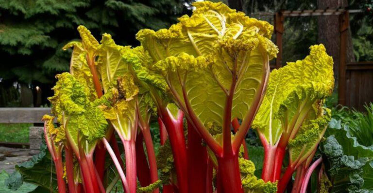 rhubarb plant
