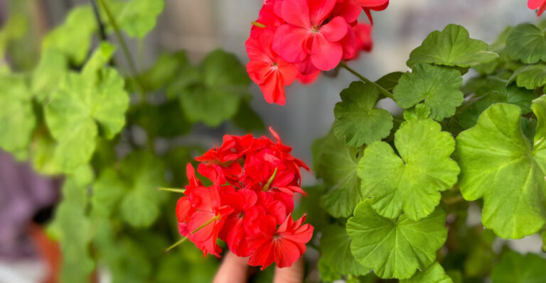 geraniums (featured image)