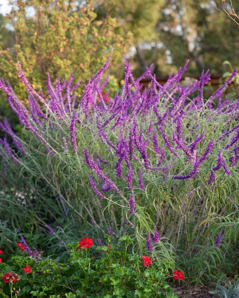 Salvia Leucantha (Mexican Bush Sage)