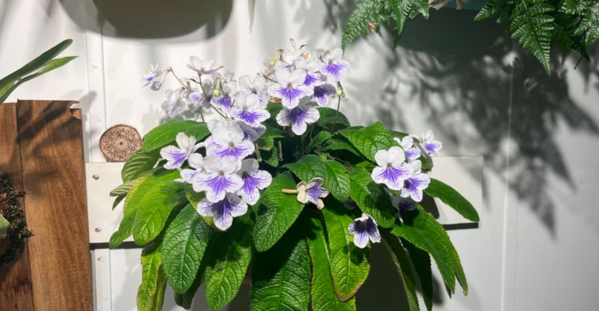 plant (featured image)