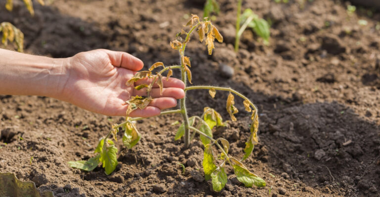 plants (featured image)