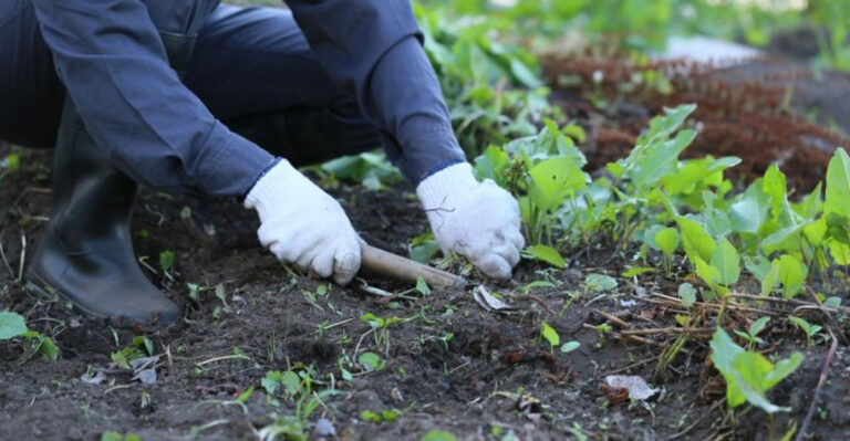 tending garden soil in winter