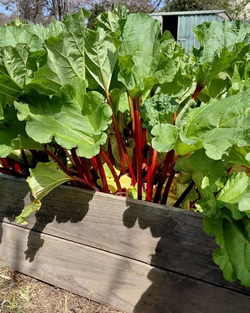 Choosing A Suitable Location For Rhubarb Growth