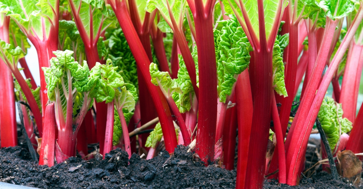 Rhubarb (featured image)