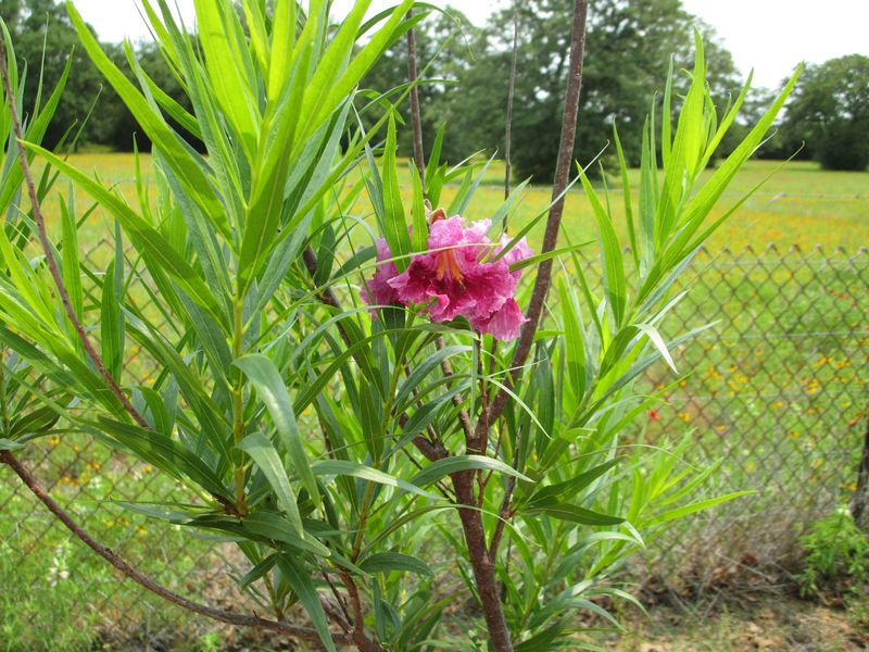 Desert Willow