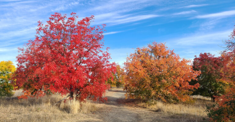 trees (featured image)