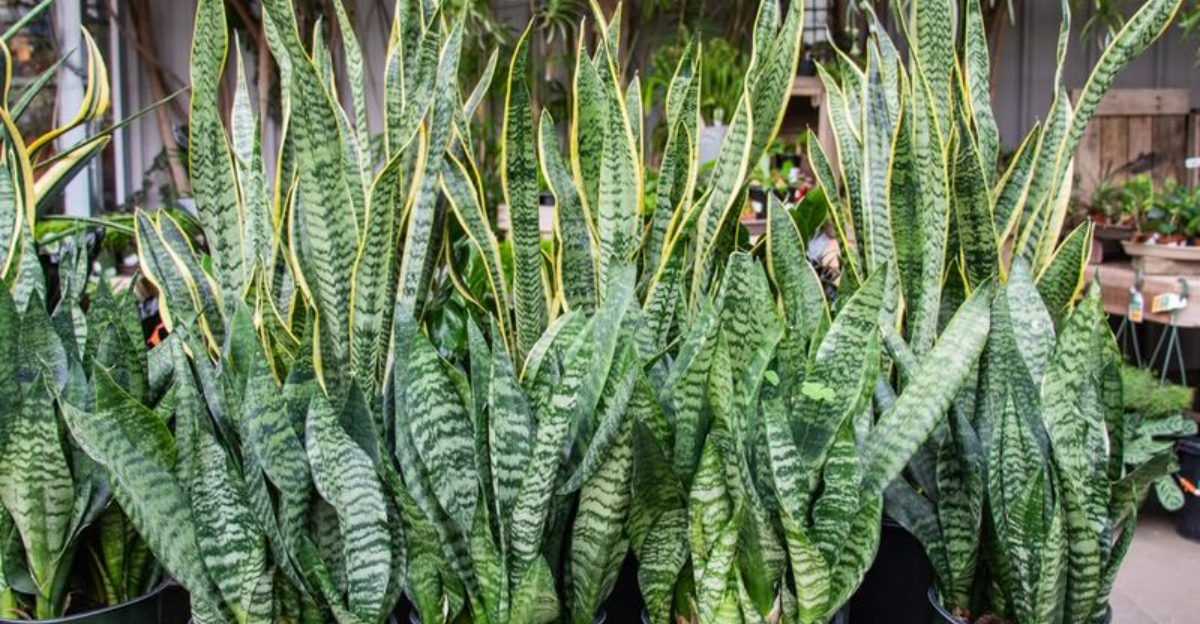 9 Sculptural Plants Landscape Designers Love For Florida&rsquo;s Warm-Climate Gardens