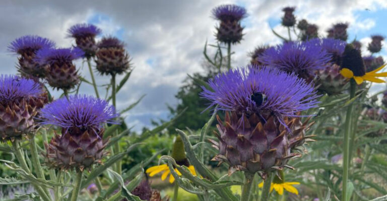 plants (featured image)