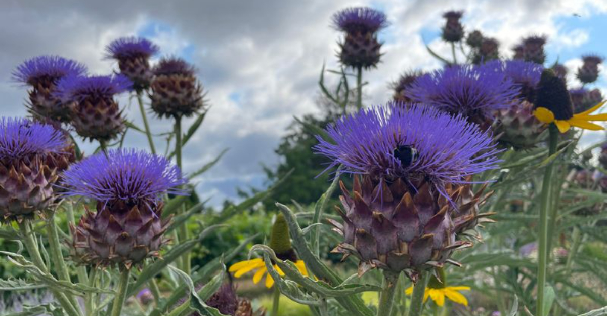 plants (featured image)