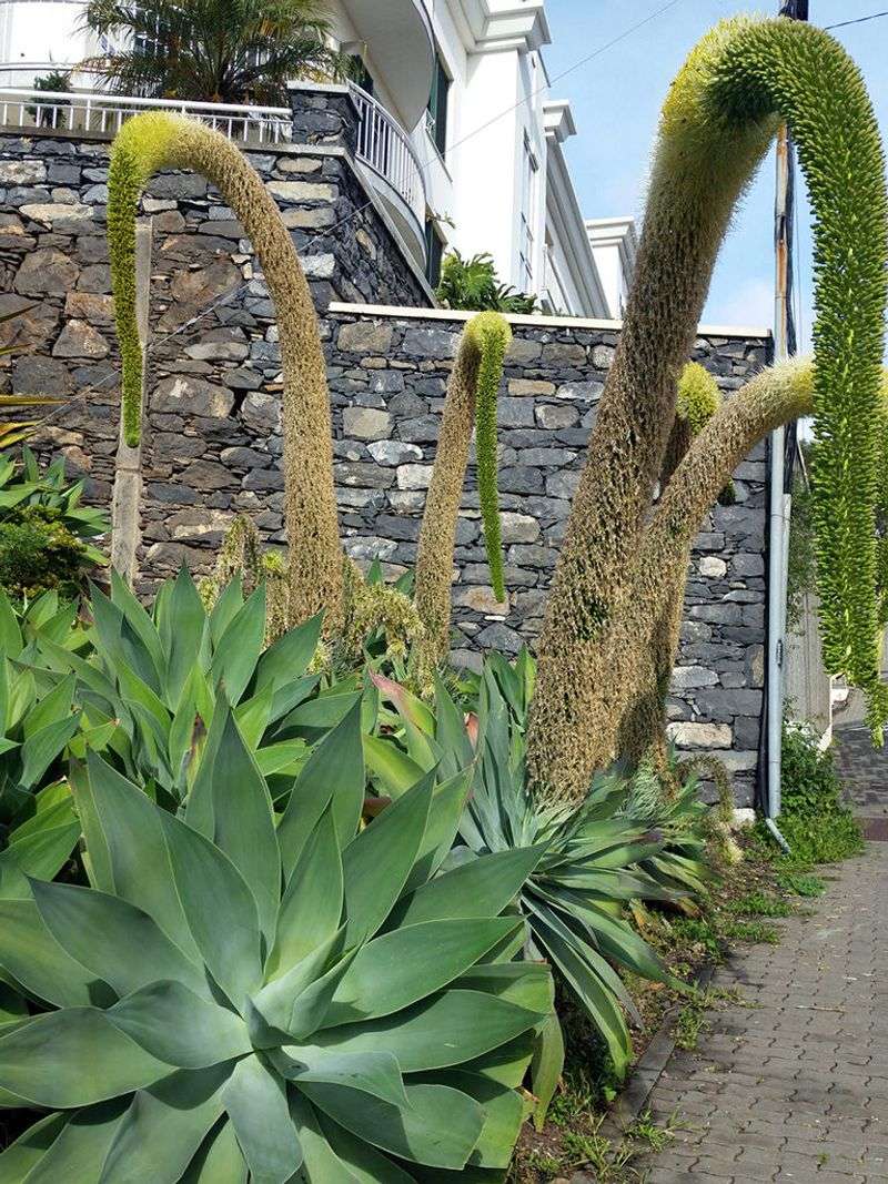 Agave Attenuata (Foxtail Agave)