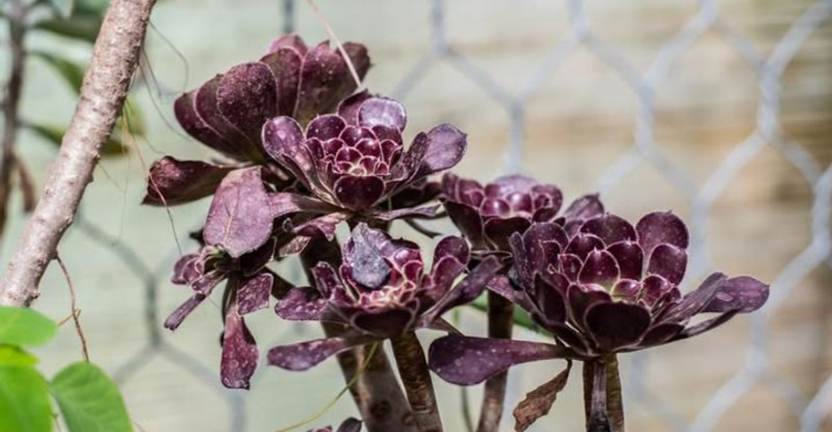 Aeonium Arboreum 'Zwartkop'