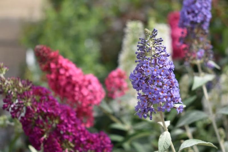 Butterfly Bush (Buddleia)