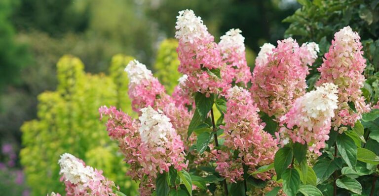 Panicle Hydrangea