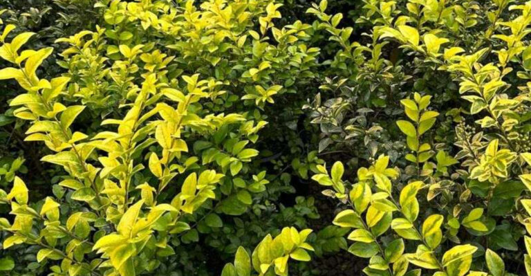 Golden Privet