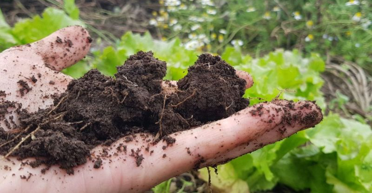 9 Signs Your Oregon Garden Soil Is Too Wet (And What To Do Instead)