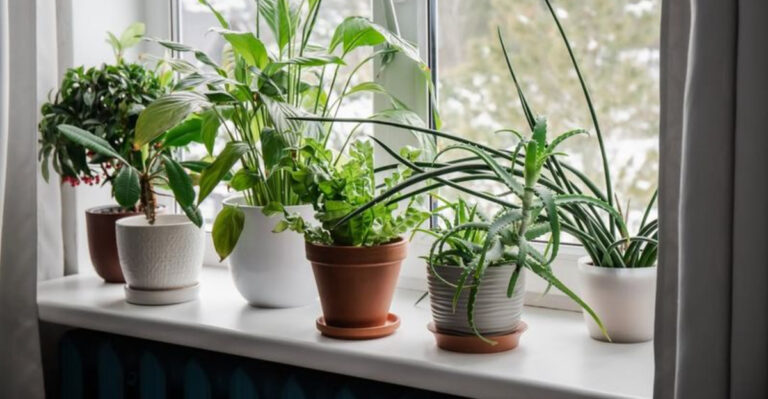 houseplants (featured image)
