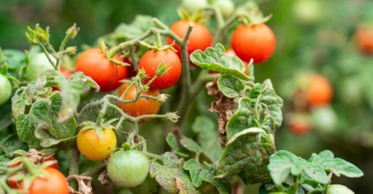 tomatoes (featured image)