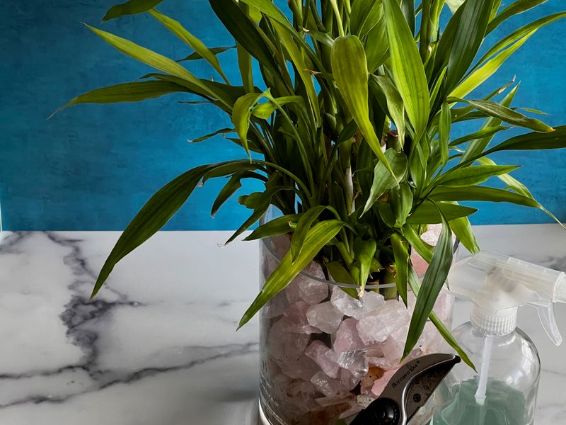 Use Filtered Or Distilled Water Instead Of NYC Tap Water