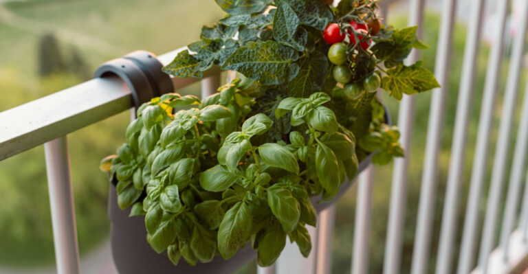 basil and tomatoes (featured image)