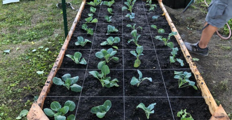 placing veggies in garden bed