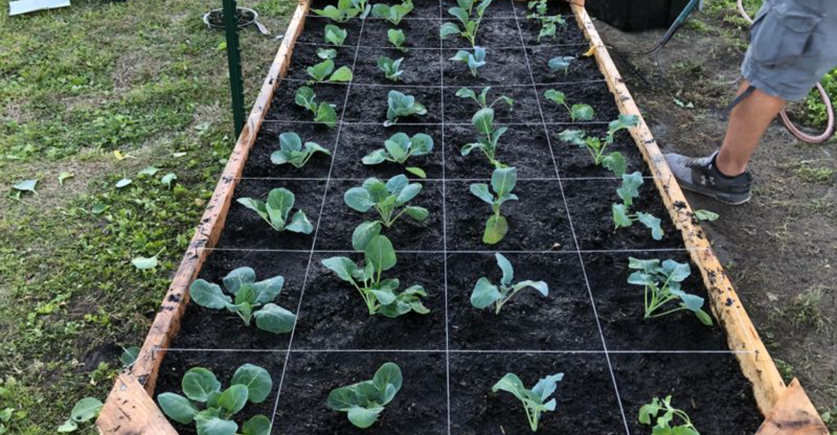placing veggies in garden bed