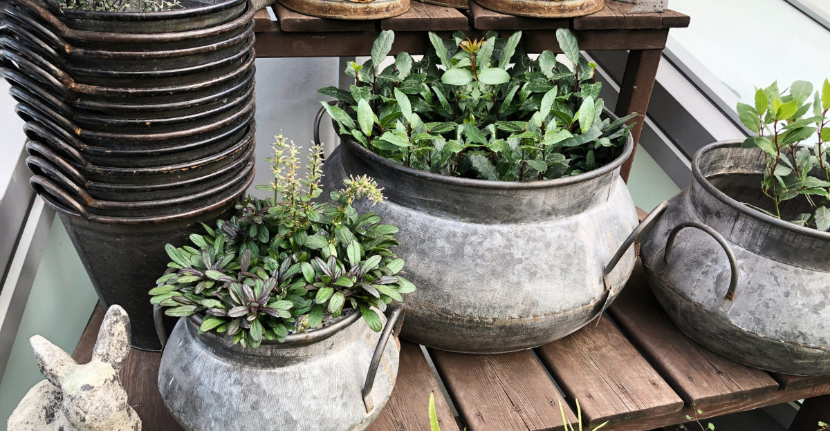 plants (featured image)