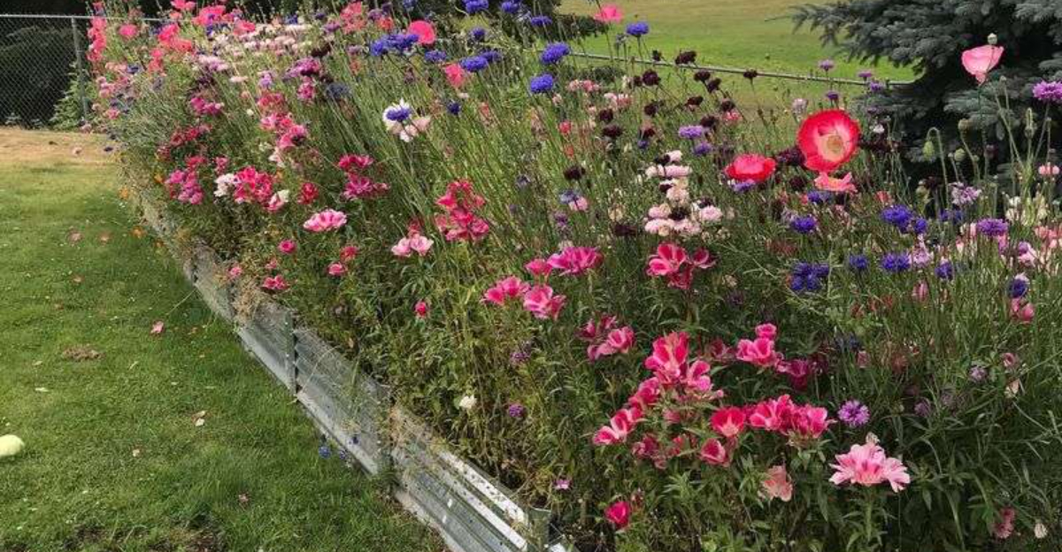 garden bed flowers