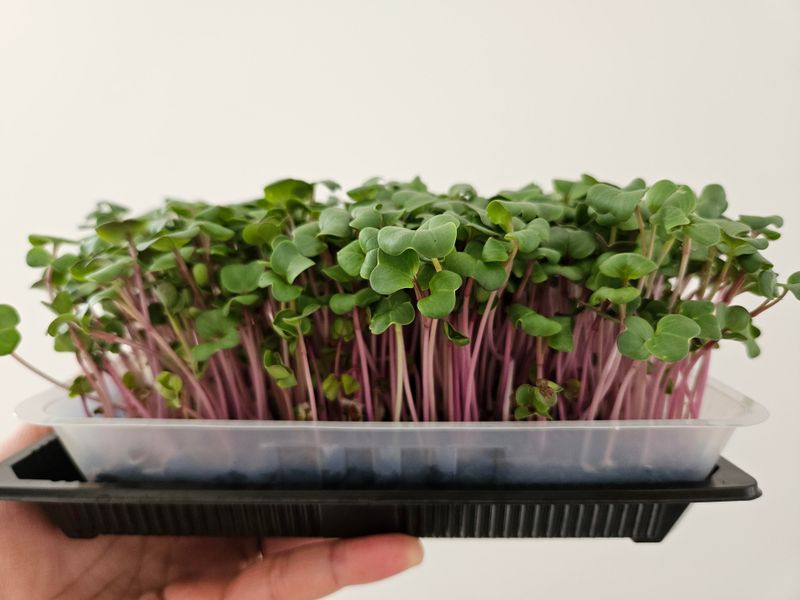 Radish Microgreens