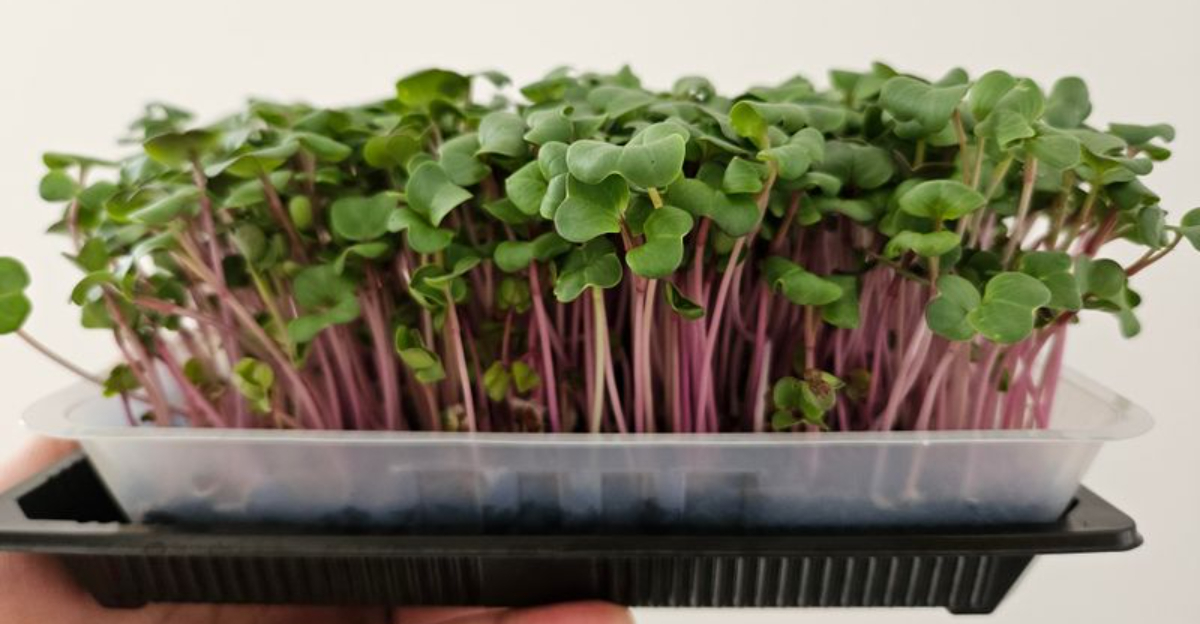 9 Tasty Microgreens That Grow Easily Indoors In California Homes