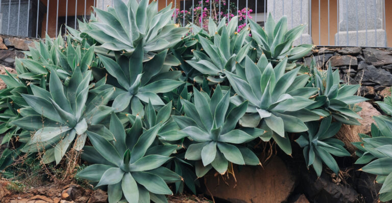 agave (featured image)
