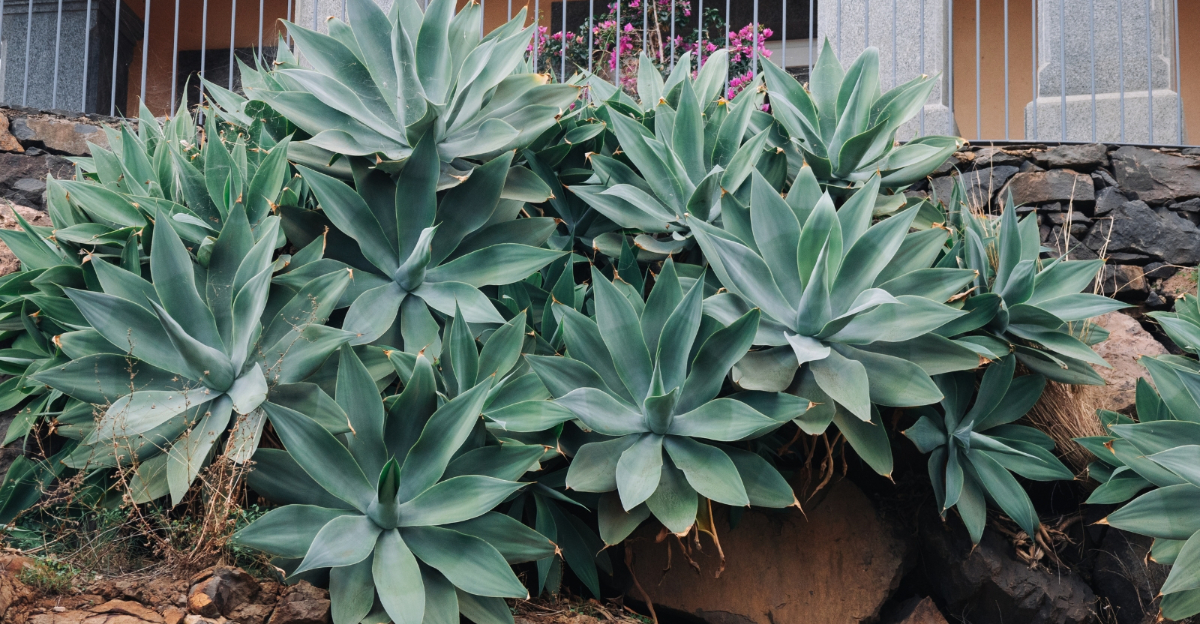 9 Things California Homes Should Know About Growing Agave