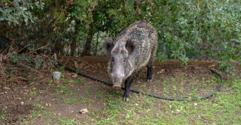 feral hogs (featured image)