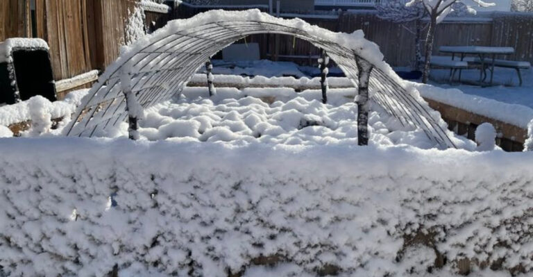 garden (featured image)